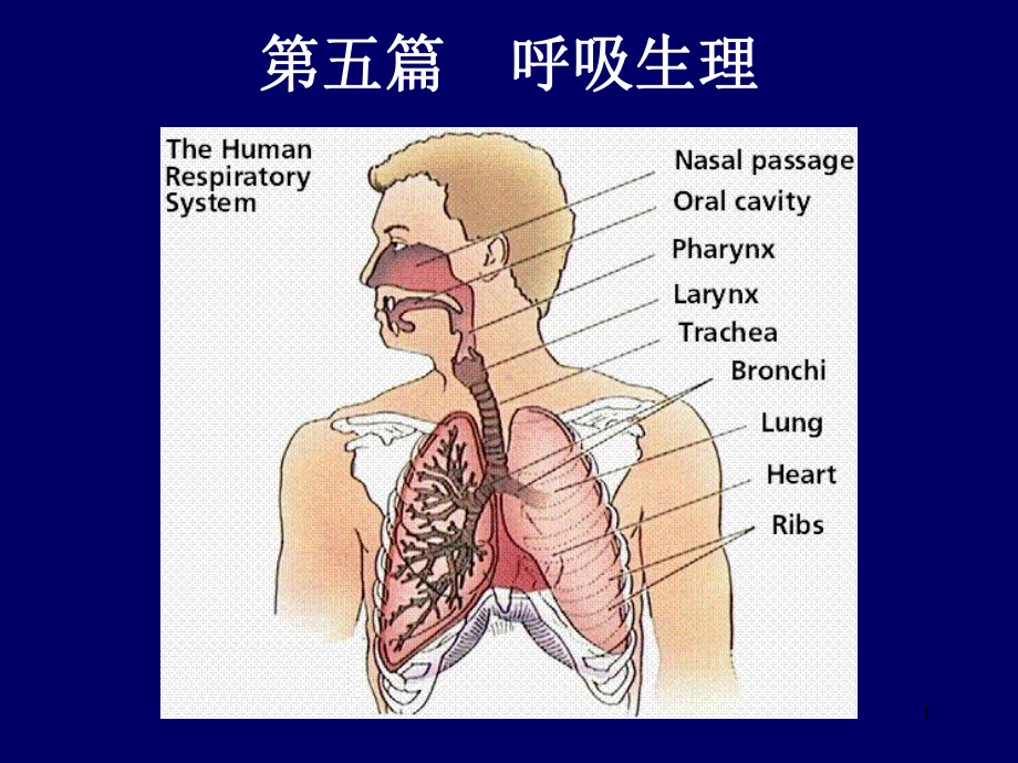 呼吸生理一课件.ppt_第1页