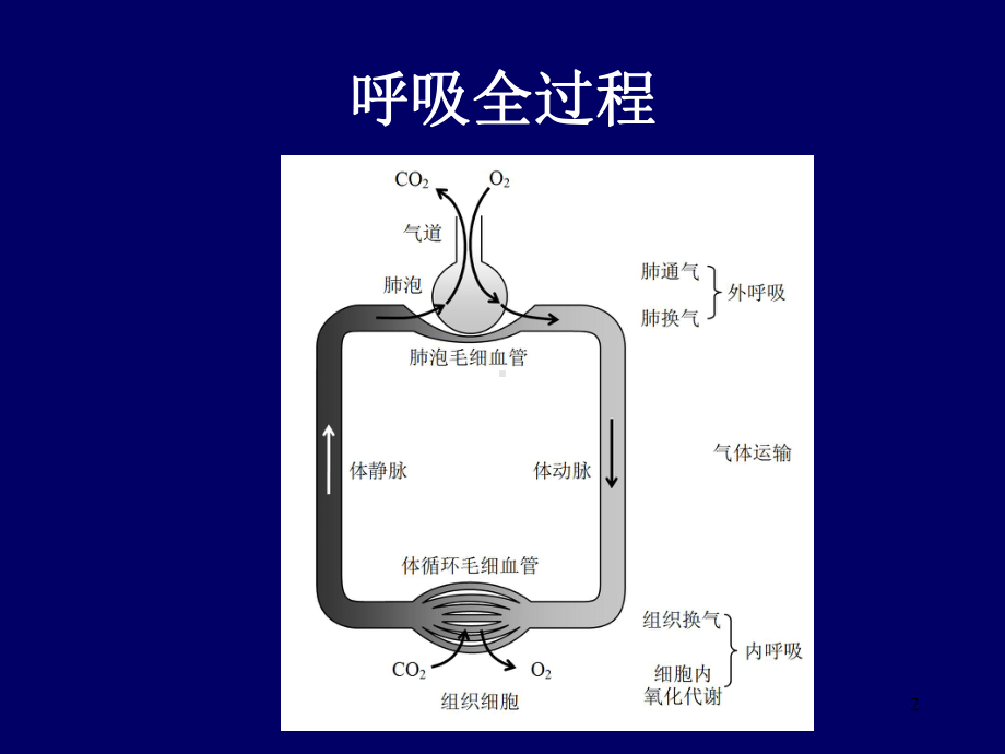 呼吸生理一课件.ppt_第2页