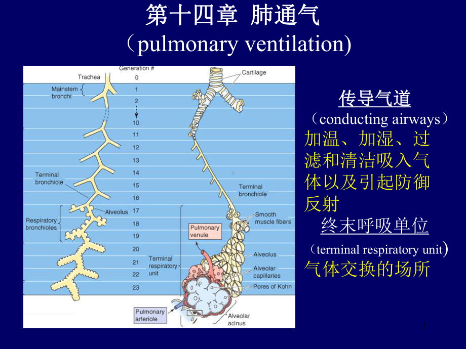 呼吸生理一课件.ppt_第3页