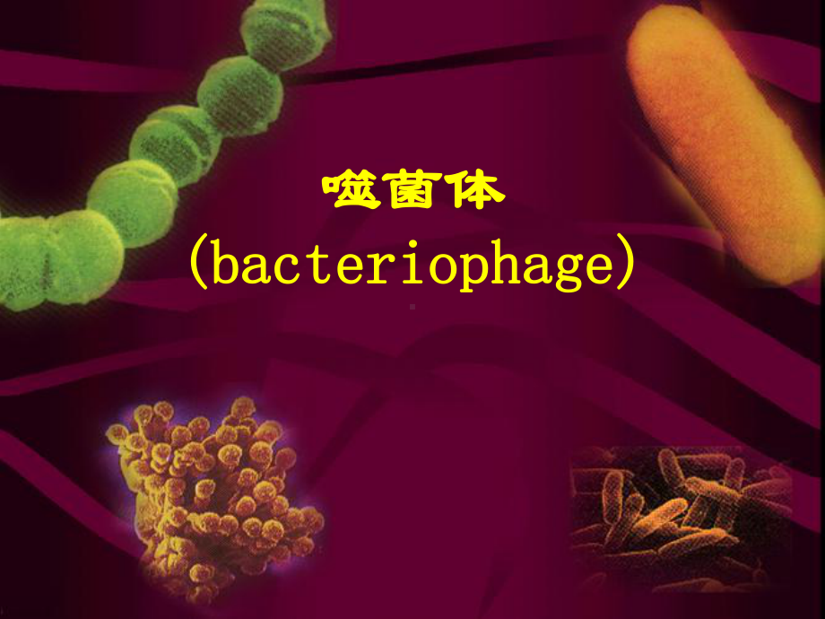 医学微生物学课件：噬菌体.ppt_第1页