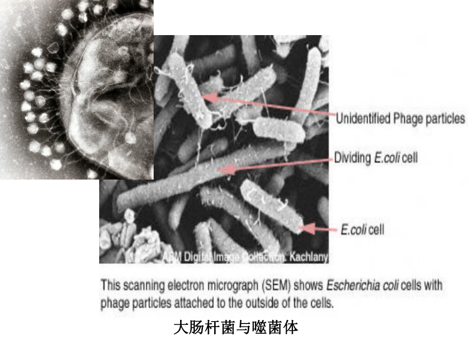 医学微生物学课件：噬菌体.ppt_第3页