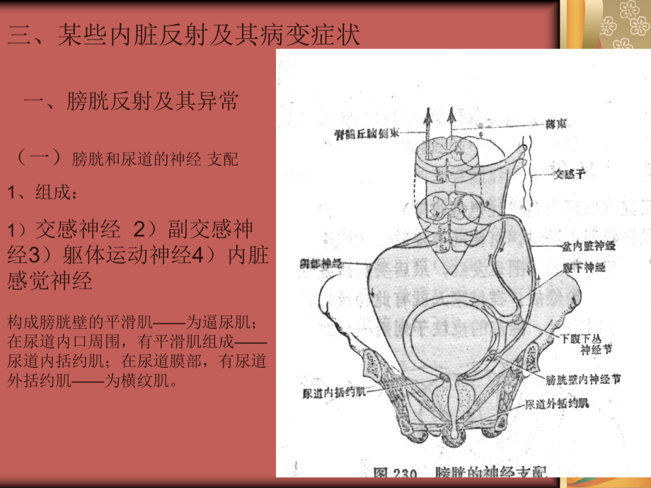 内脏反射与症状课件.ppt_第1页