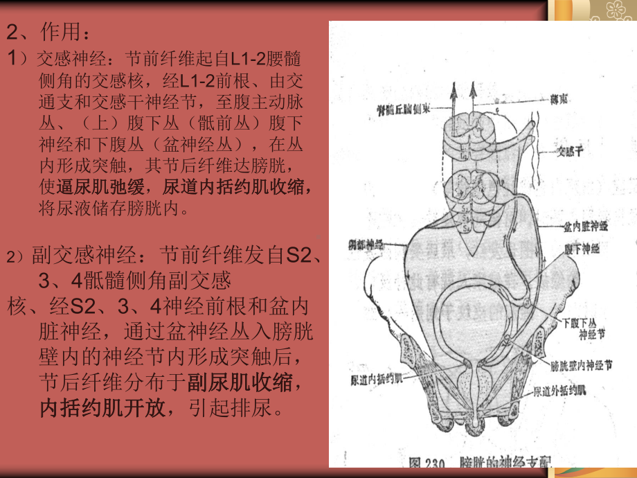 内脏反射与症状课件.ppt_第2页