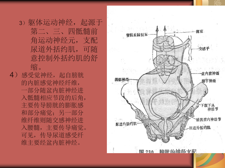 内脏反射与症状课件.ppt_第3页