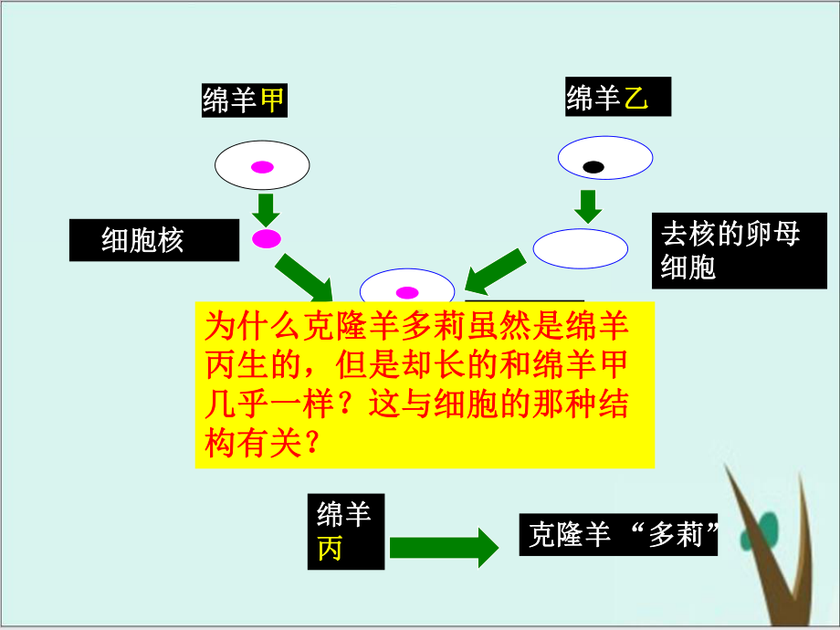 《细胞核的结构和功能》人教版高中生物教用课件1.ppt_第2页