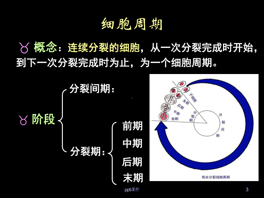 人教版高中生物必修一-有丝分裂课件.ppt_第3页