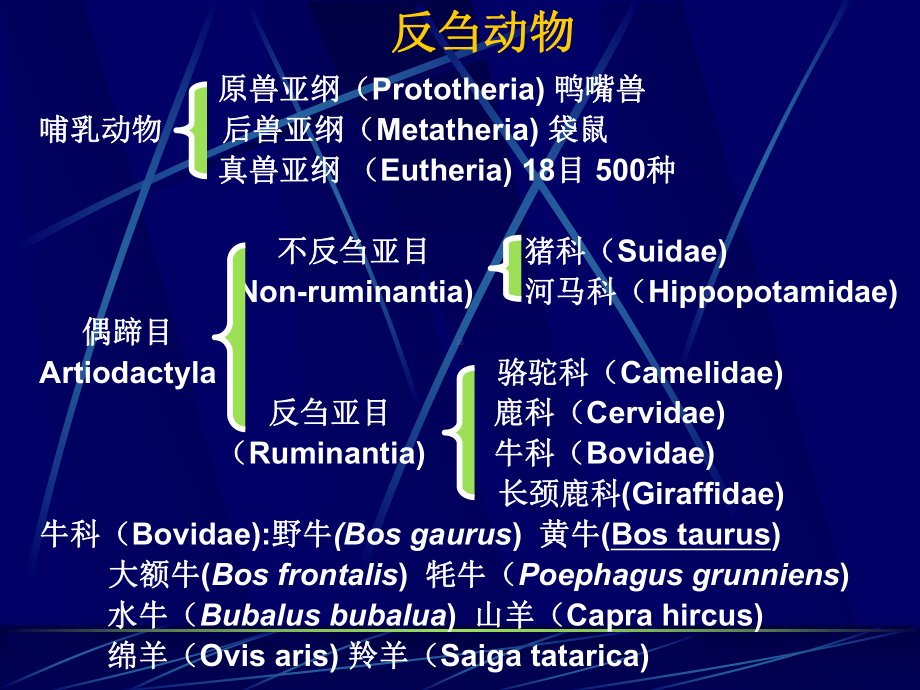 动物消化吸收课件.ppt_第3页