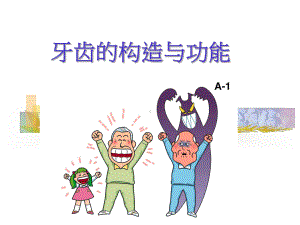 （幼儿园健康教育课件）牙齿的构造与功能.ppt