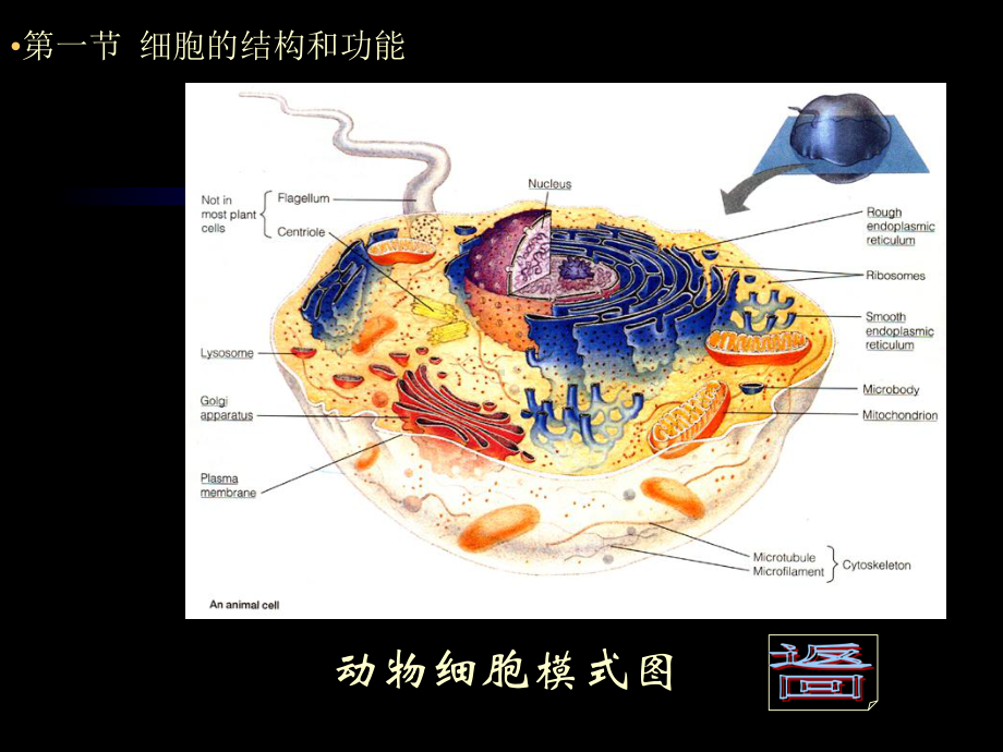 人解生理第一章人体基本结构概述改课件.ppt_第3页