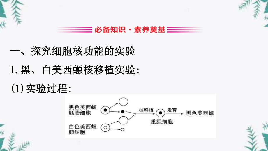 《细胞核的结构和功能》细胞的基本结构优质教学公开课件.pptx_第3页