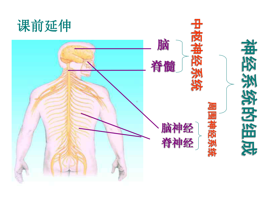 初中生物《神经调节的结构基础-脑》课件.ppt_第2页