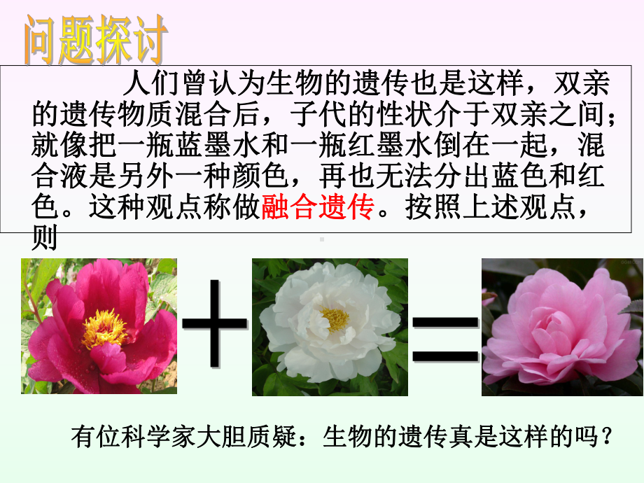 《孟德尔的豌豆杂交实验(一)》课件(共30张)课件.ppt_第3页