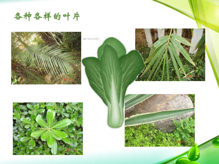 《植物的叶》课件.pptx_第3页