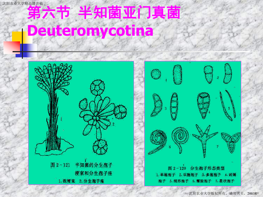 半知菌亚门真菌DEUTEMYCOTINA课件.ppt_第1页