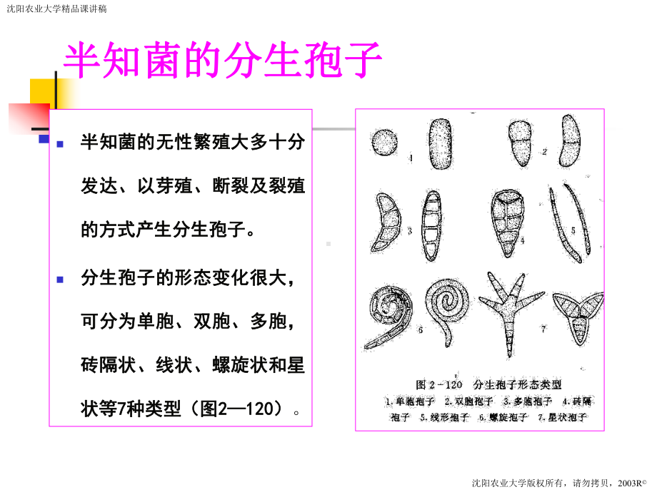 半知菌亚门真菌DEUTEMYCOTINA课件.ppt_第3页