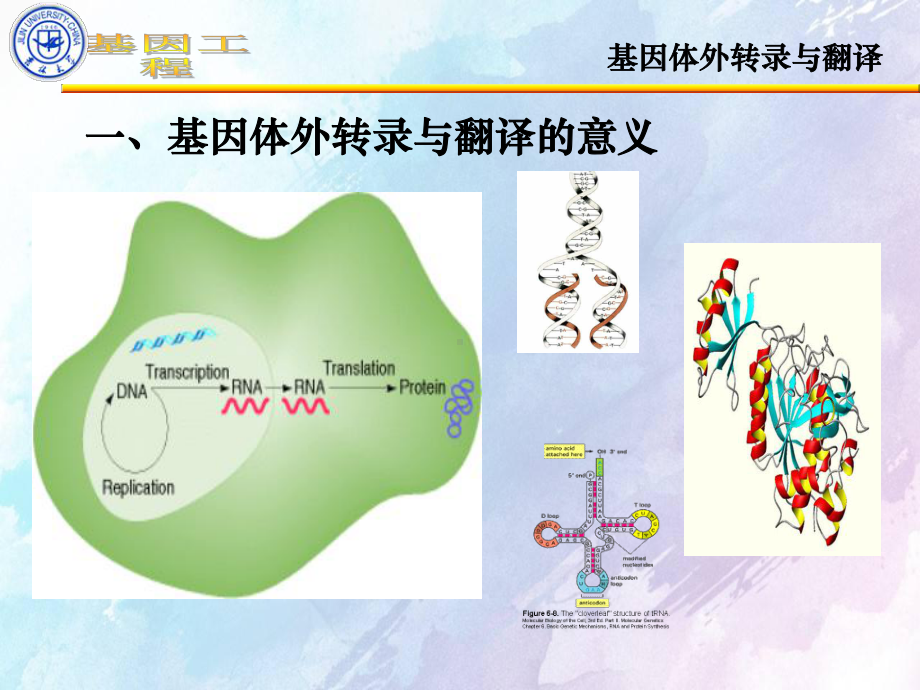 《体外转录与翻译》课件.ppt_第3页