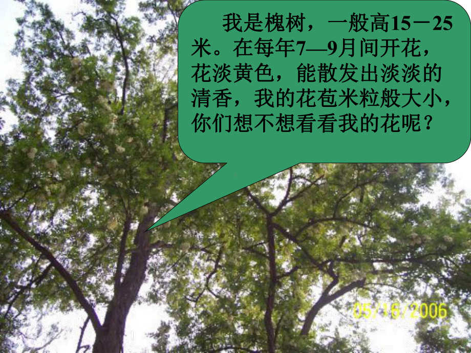 《槐乡的孩子》解析课件.ppt_第1页