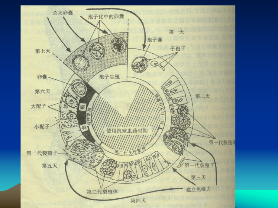 兽医原虫和原虫病学课件.ppt_第3页