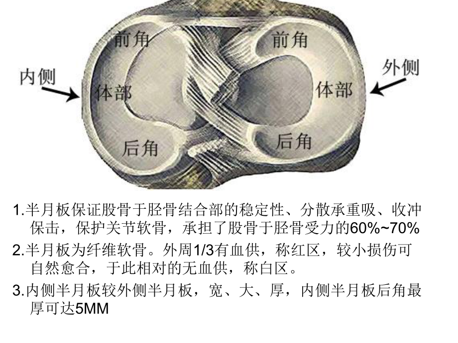 半月板解剖及疾病诊断课件.ppt_第1页