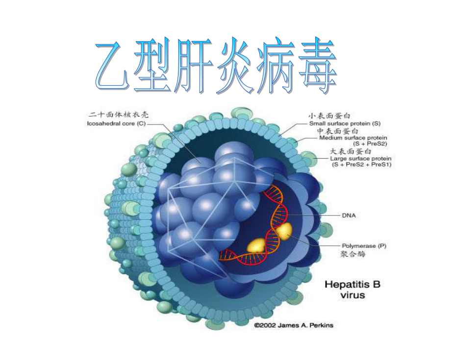 乙型肝炎病毒课件2.ppt_第1页