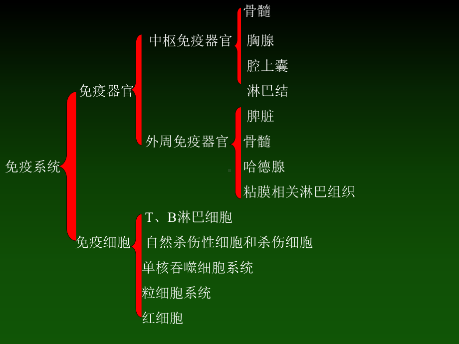 动物免疫学课件：免疫器官.ppt_第2页