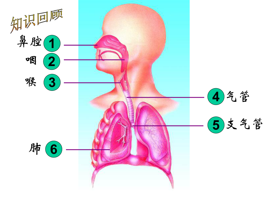 发生在肺内的气体交换(有胸腔和胸廓的区别)课件.ppt_第2页