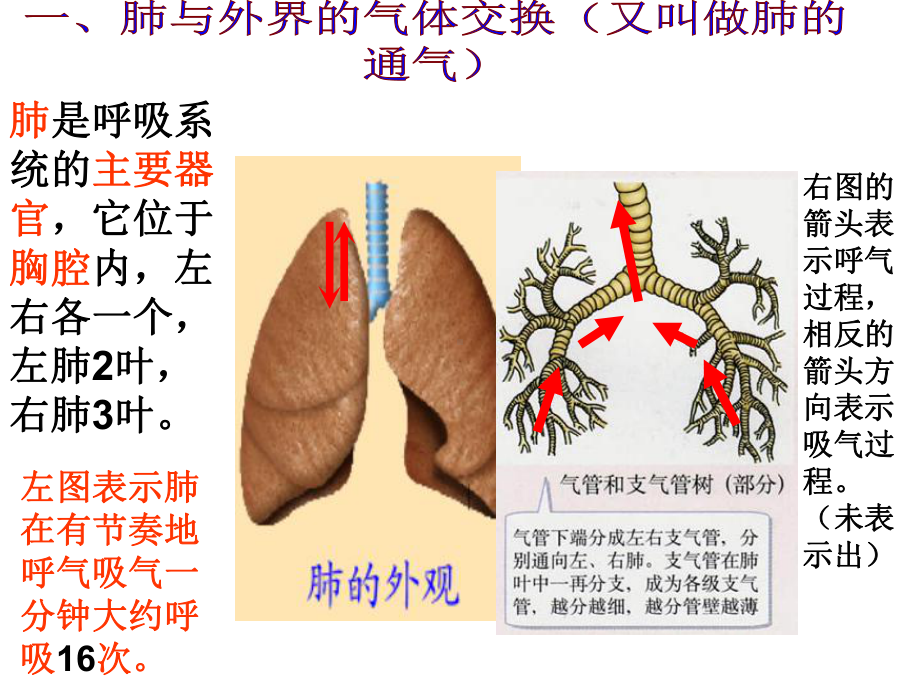 发生在肺内的气体交换(有胸腔和胸廓的区别)课件.ppt_第3页