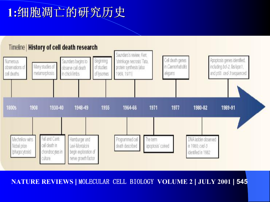 分子生物学11-细胞调亡专题课件.ppt_第3页