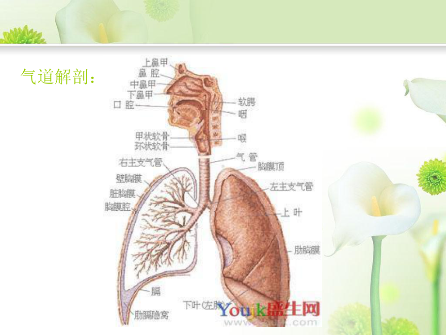 呼吸内科实习小讲课-咳嗽和咳痰课件.ppt_第3页