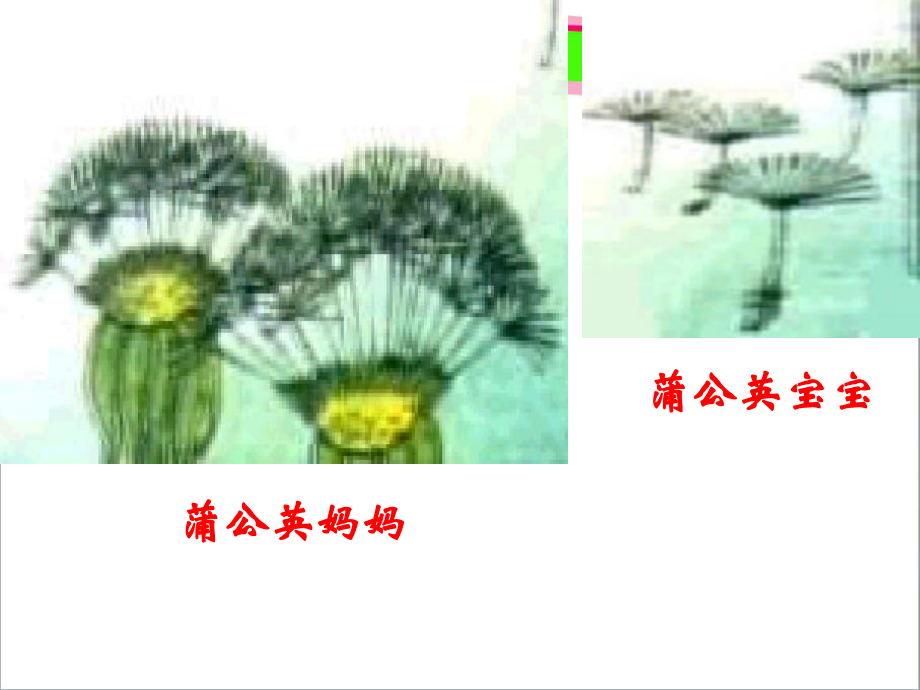 《植物妈妈有办法》课件-公开课.ppt_第3页