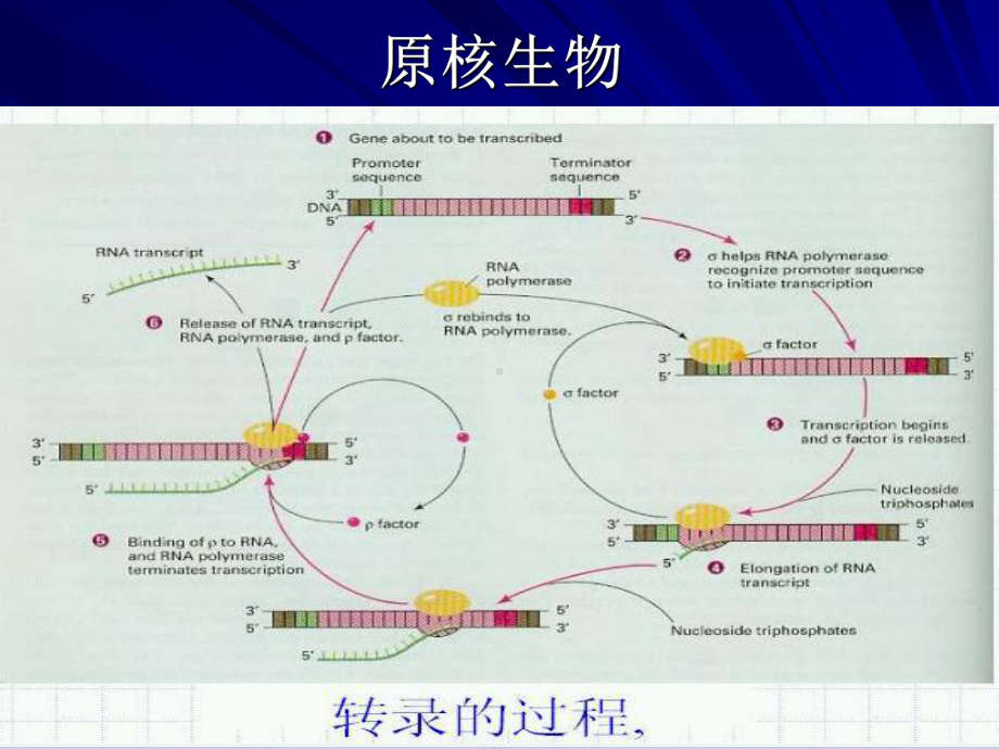 基因的转录表达与调控课件2.ppt_第2页