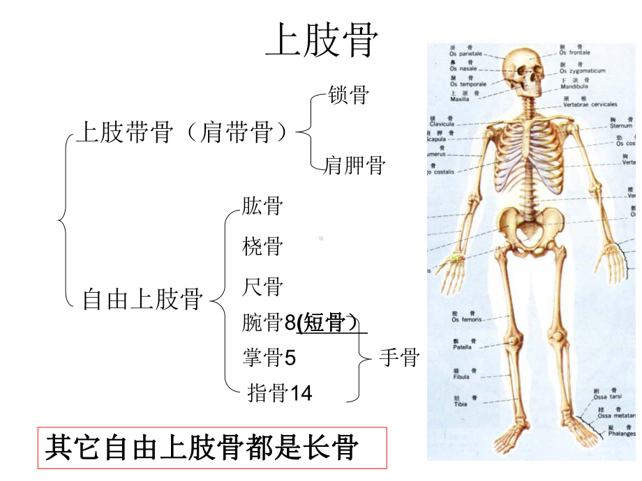 上肢骨下肢骨新大纲课件.ppt_第1页