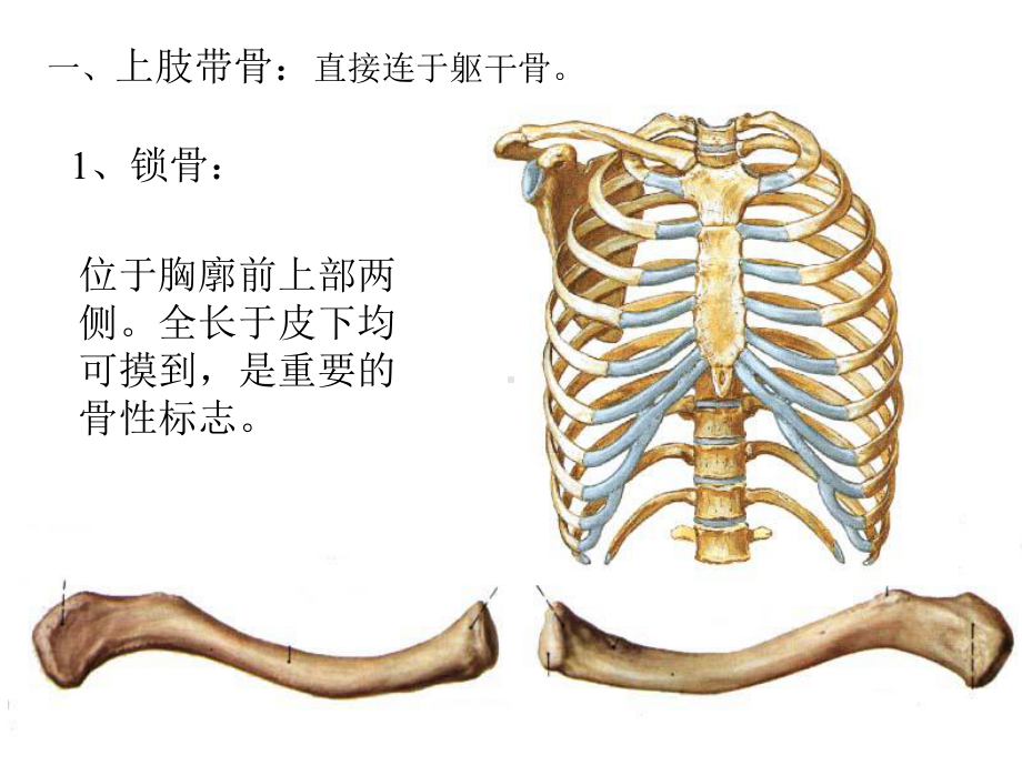 上肢骨下肢骨新大纲课件.ppt_第2页