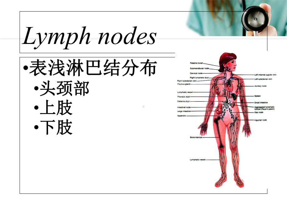 一般检查(淋巴结)医学课件.ppt_第2页