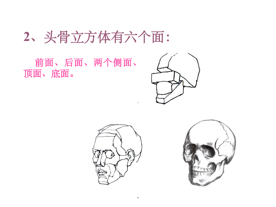 人的头部结构-头骨课件.ppt_第3页