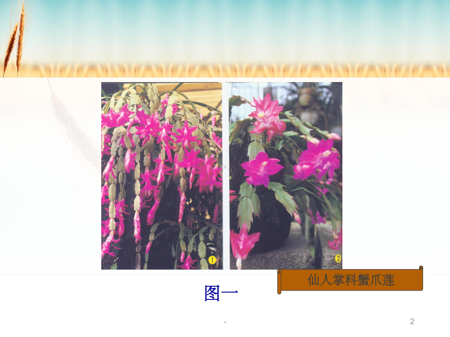 多肉植物识别课件.ppt_第2页