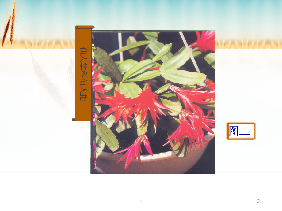 多肉植物识别课件.ppt_第3页