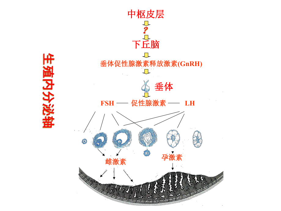 功血治疗及病例课件-2.ppt_第3页