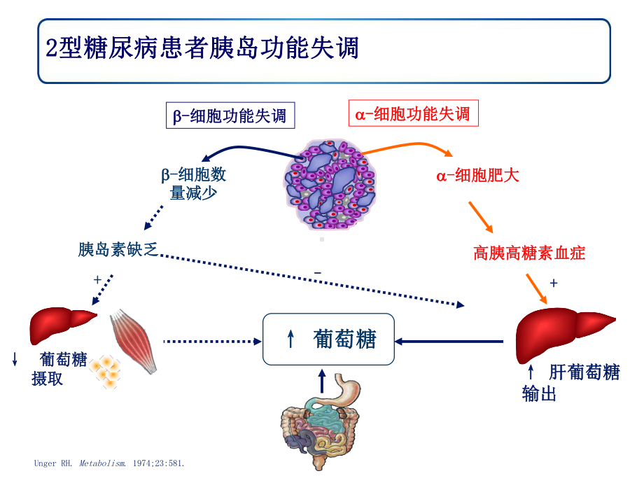 利拉鲁肽课件.ppt_第3页