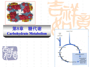 动物生物化学+8+糖类代谢课件.ppt