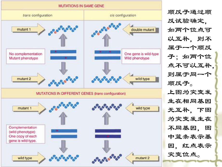 基因和基因组课件.ppt_第3页