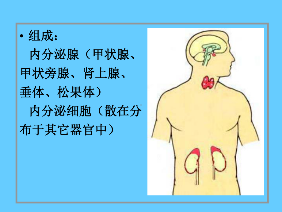 内分泌系统课件-2.ppt_第2页