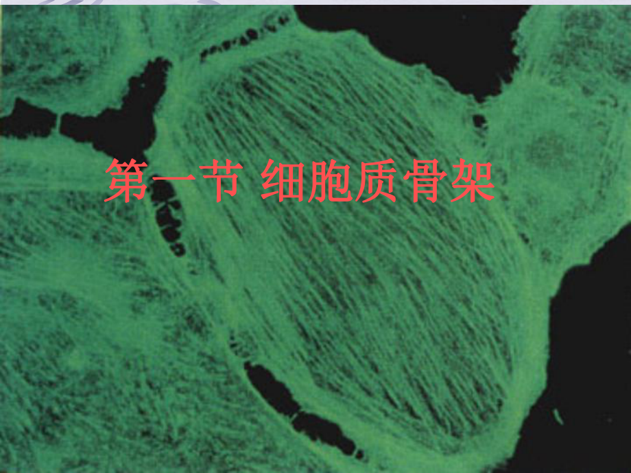 南农-细胞生物学-8课件.ppt_第2页