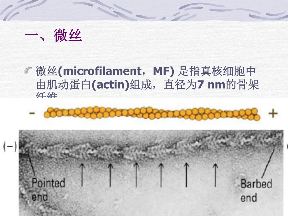 南农-细胞生物学-8课件.ppt_第3页