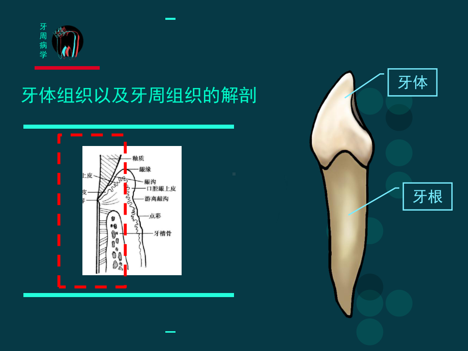 口腔医学课件：牙周病学.ppt_第3页