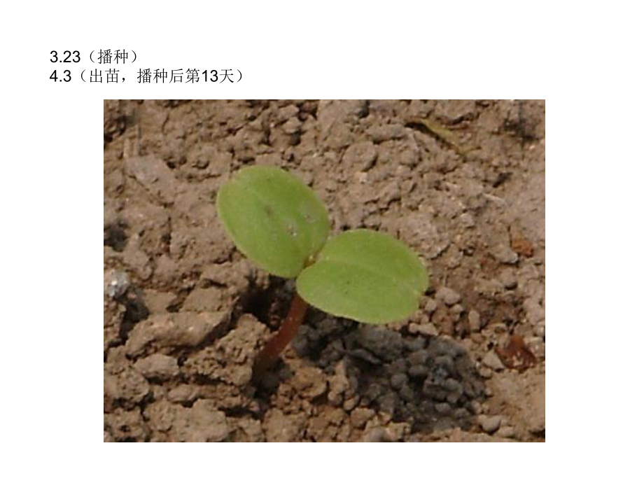 《凤仙花的一生》课件.ppt_第1页