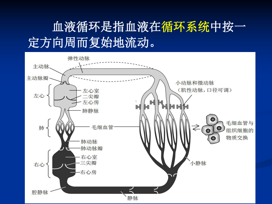 动物生理学血液循环课件.ppt_第2页