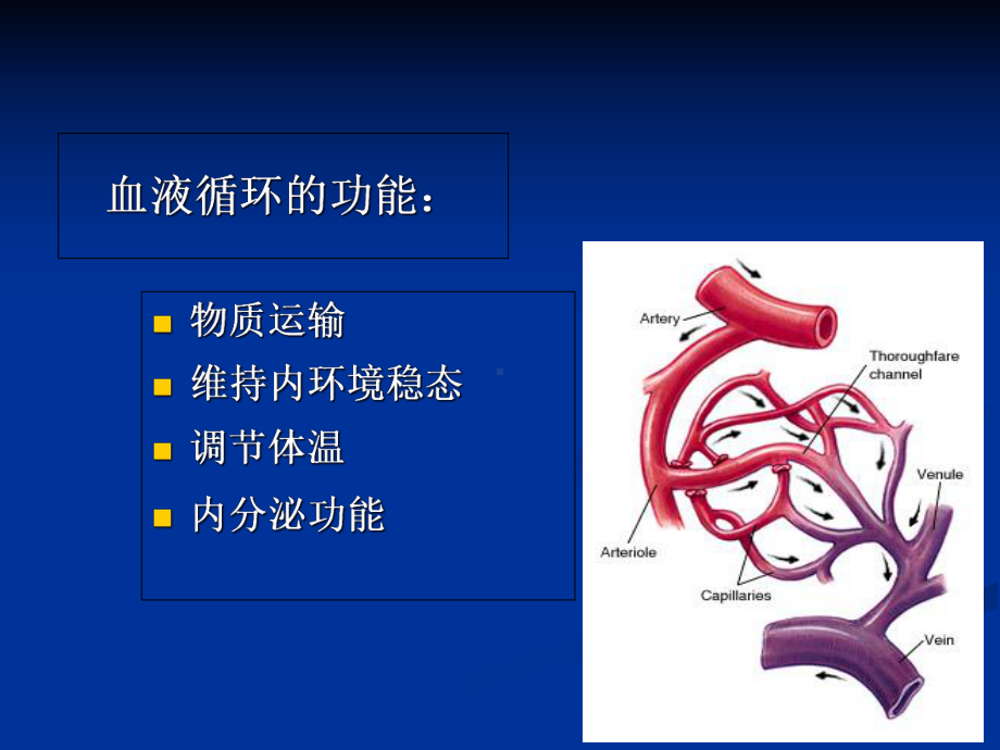 动物生理学血液循环课件.ppt_第3页