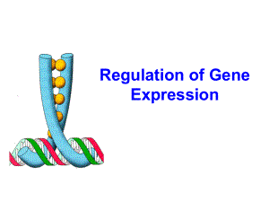 基因表达的调控英文课件.ppt