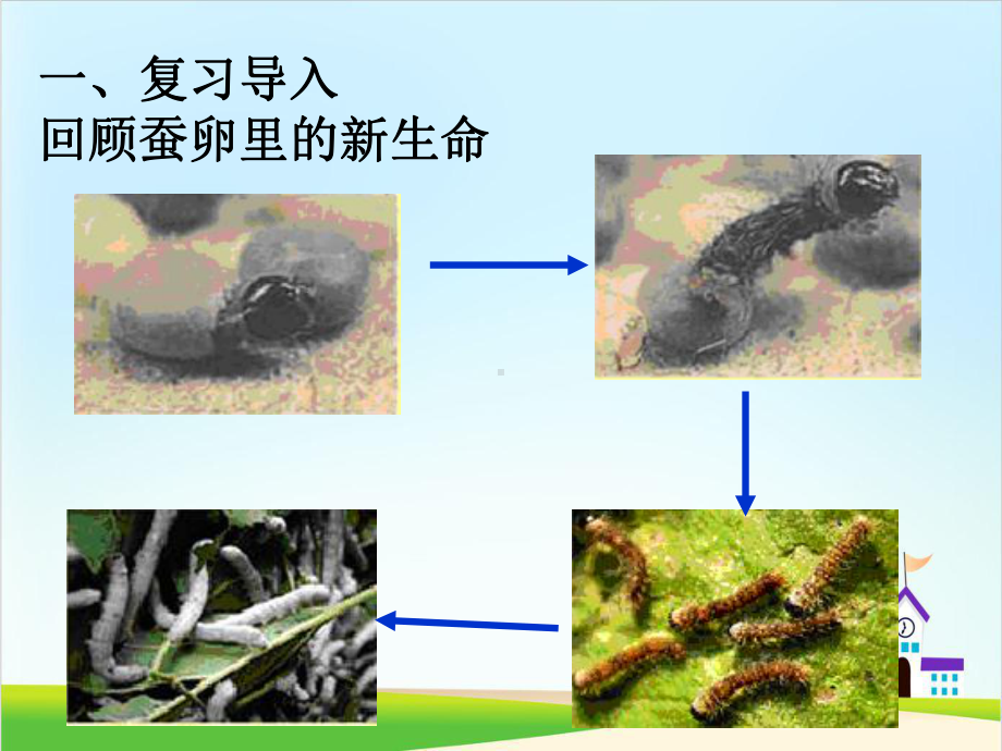 （教科版）蚕的生长变化完美版1课件.ppt_第2页